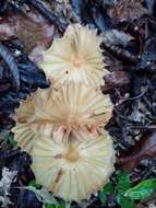 Image of Marasmius bekolacongoli Beeli 1928