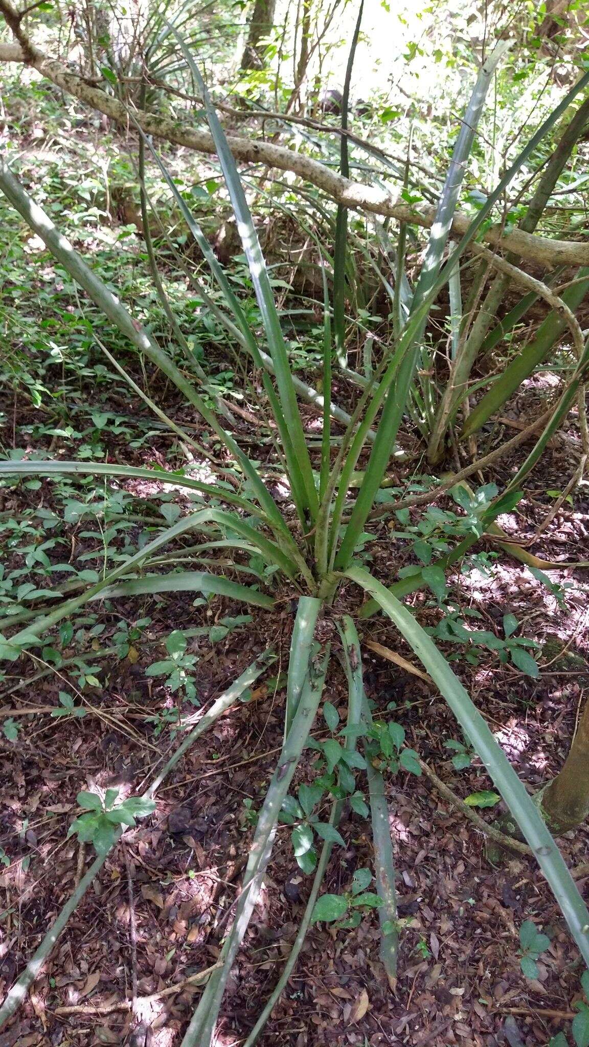 Bromelia serra Griseb.的圖片