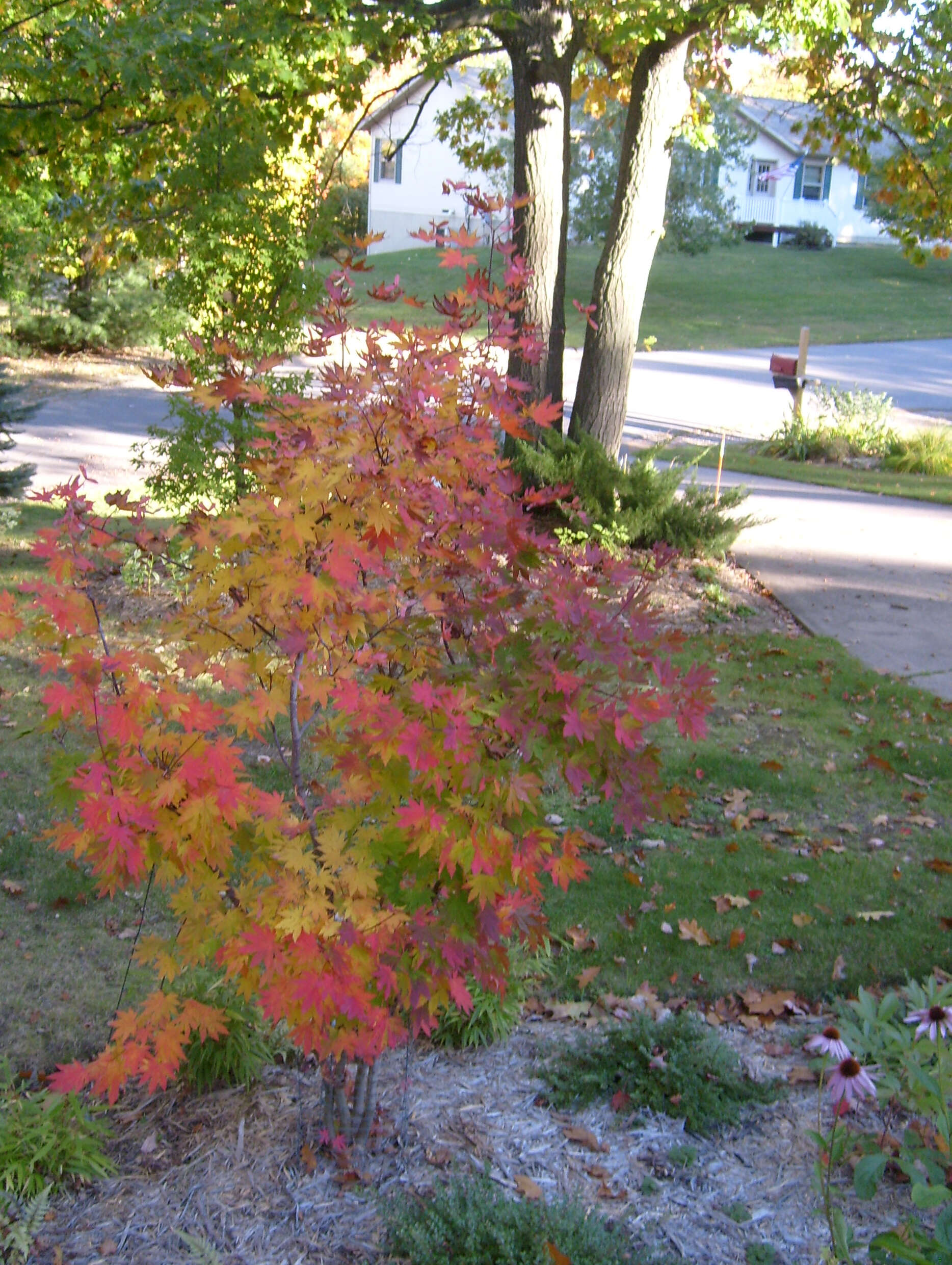 Image of Keijo Maple