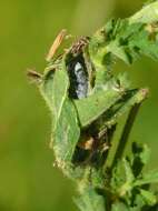 Image of Mallow Skipper