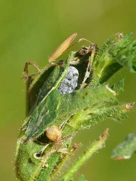 Image of Mallow Skipper