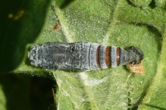 Image of Mallow Skipper