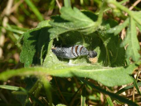 Image of Mallow Skipper