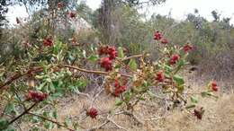 Image of southern honeysuckle