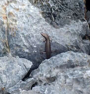 Image of Northern Barsided Skink