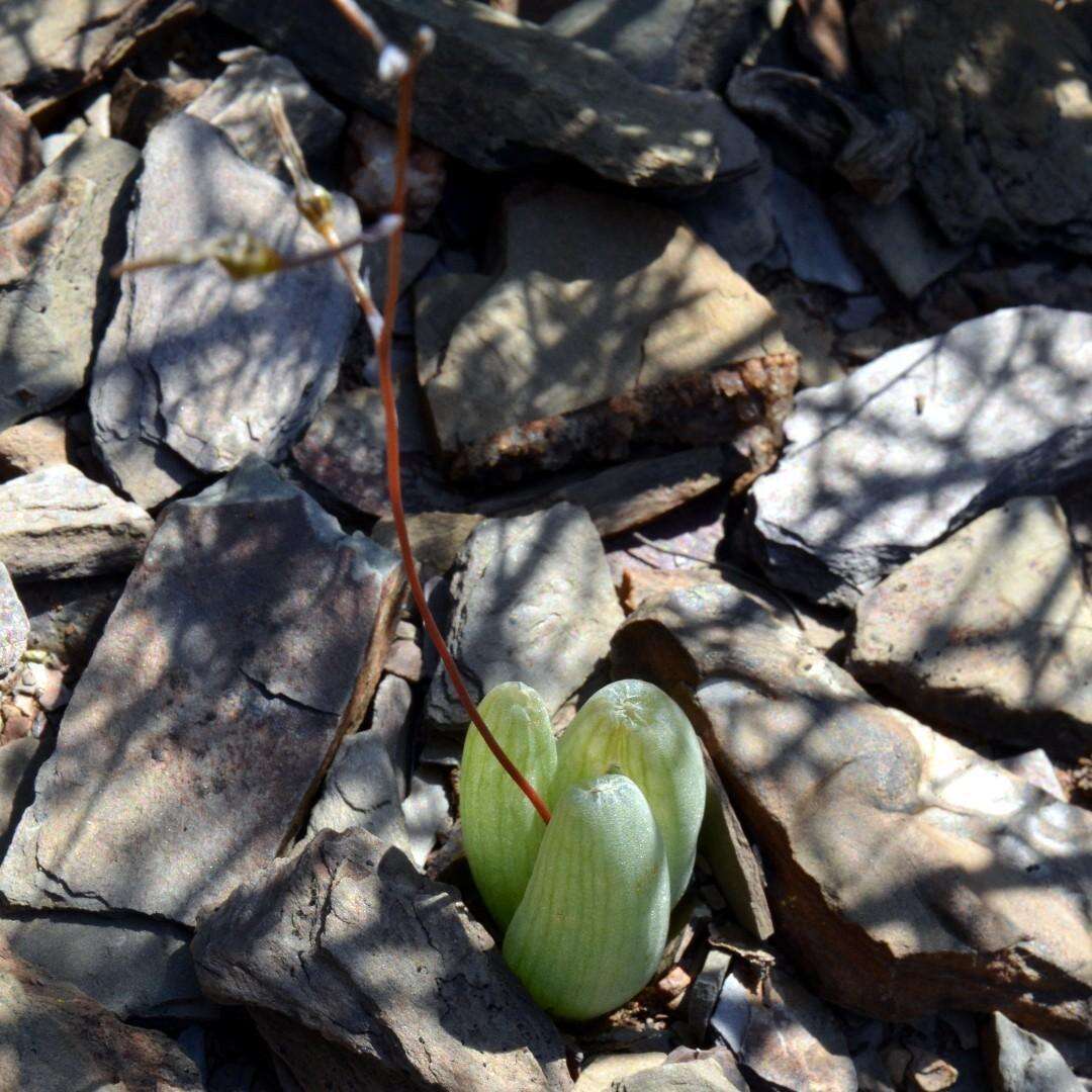 Image of Bulbine diphylla Schltr. ex Poelln.