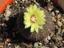 Image of Frailea castanea Backeb.