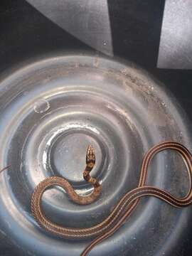 Image of Mexican Patchnose snake