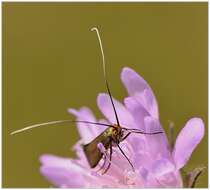 Image de Nemophora metallica