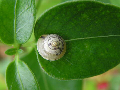 Image of girdled snail