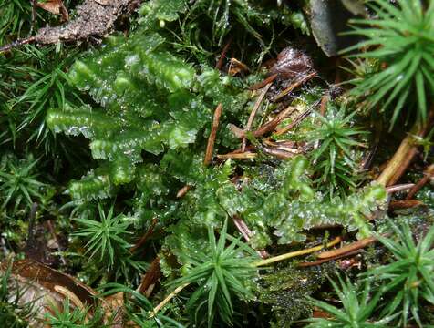 Image of greater whipwort