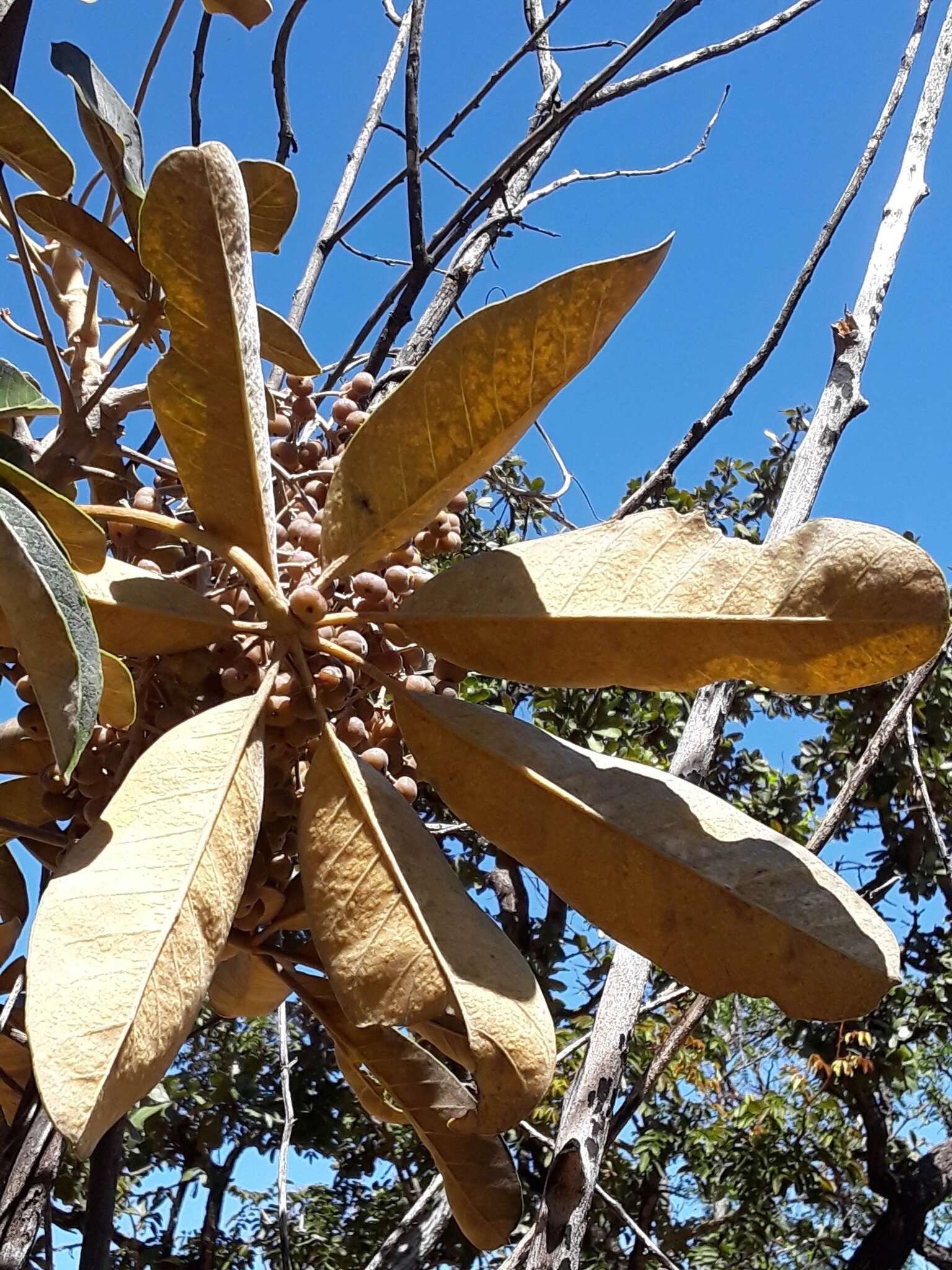 Image of Schefflera macrocarpa (Cham. & Schltdl.) Frodin