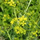 Image of perennial bastardcabbage