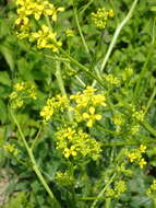 Image of perennial bastardcabbage