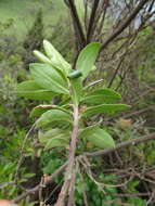 Image of Monnina crassifolia (Bonpl.) Kunth