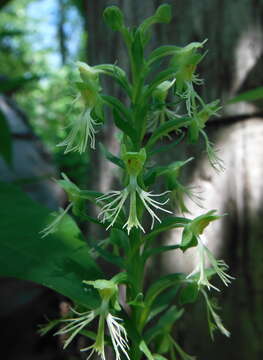 Image of Green fringed orchid