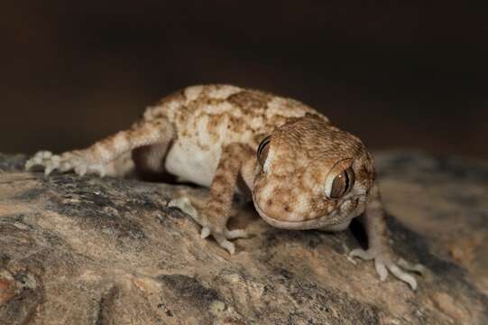 Image of Spacious Rock Gecko