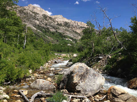 Image of quaking aspen