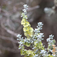 Plancia ëd Maireana sedifolia (F. Müll.) P. G. Wilson