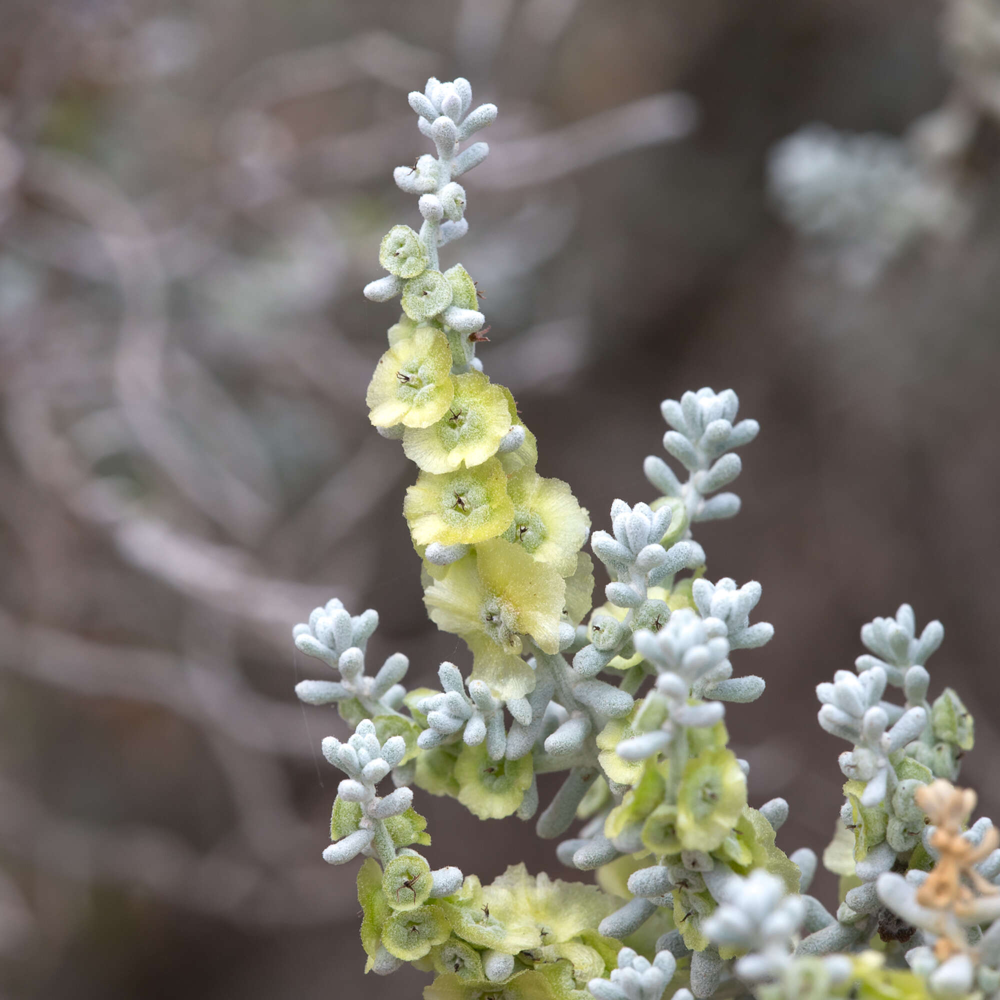 Plancia ëd Maireana sedifolia (F. Müll.) P. G. Wilson