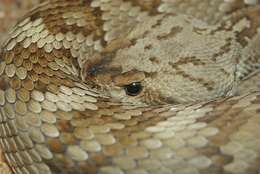 Image of Blacktail Rattlesnake