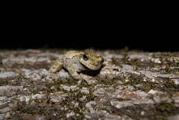 Image of Cope's Gray Treefrog