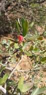 صورة Eremophila glabra subsp. glabra