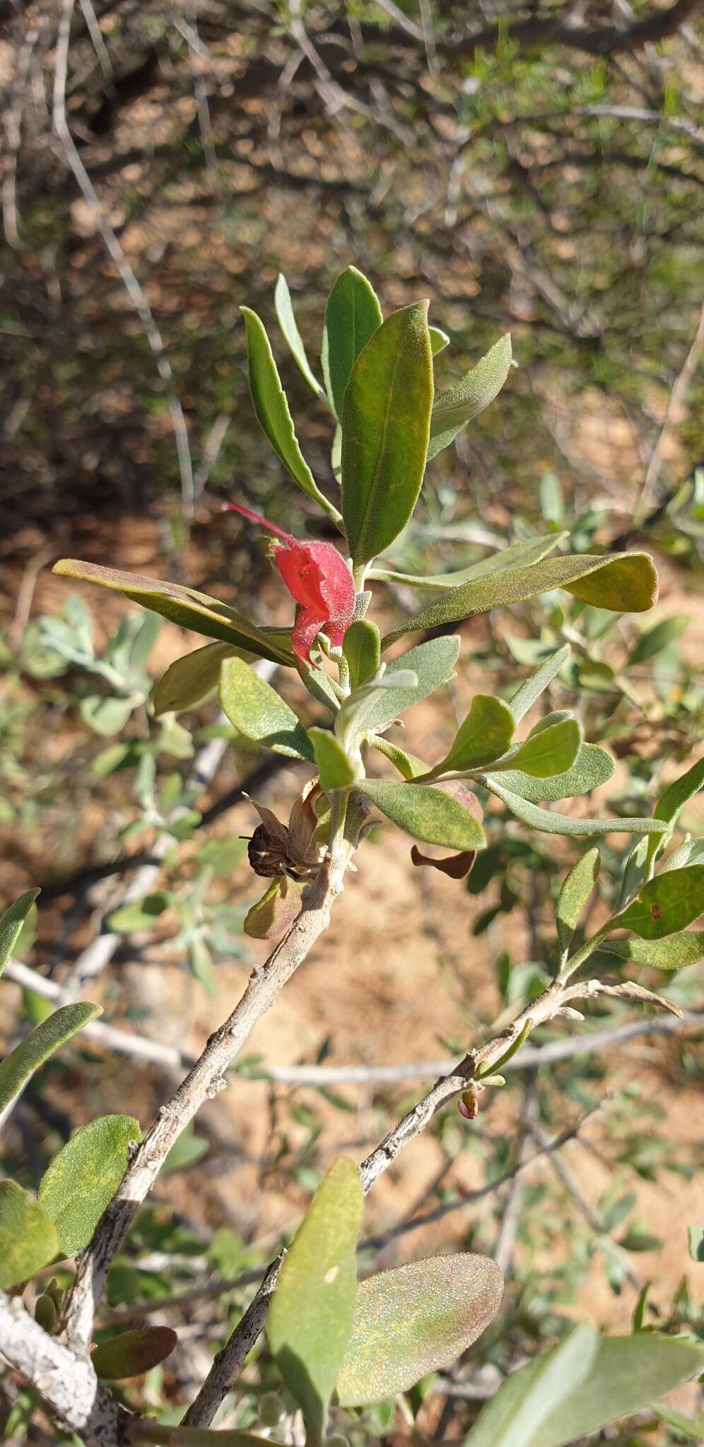 صورة Eremophila glabra subsp. glabra