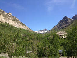 Image of quaking aspen