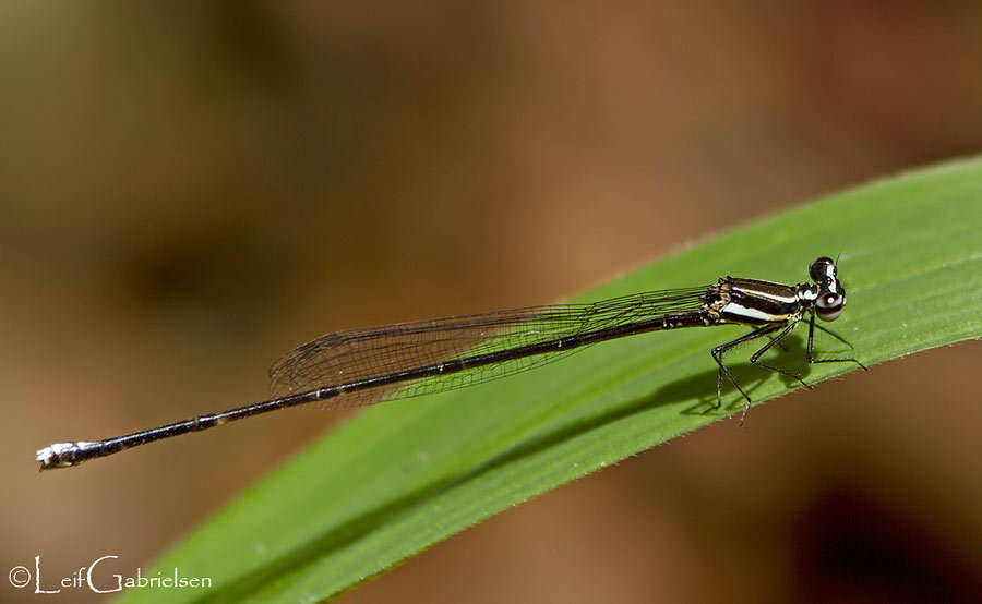 Image of Prodasineura integra (Selys 1882)