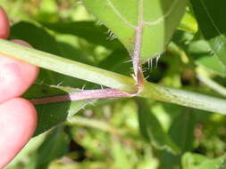 Image of prairie sunflower