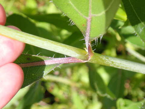 Image de Helianthus agrestis Pollard