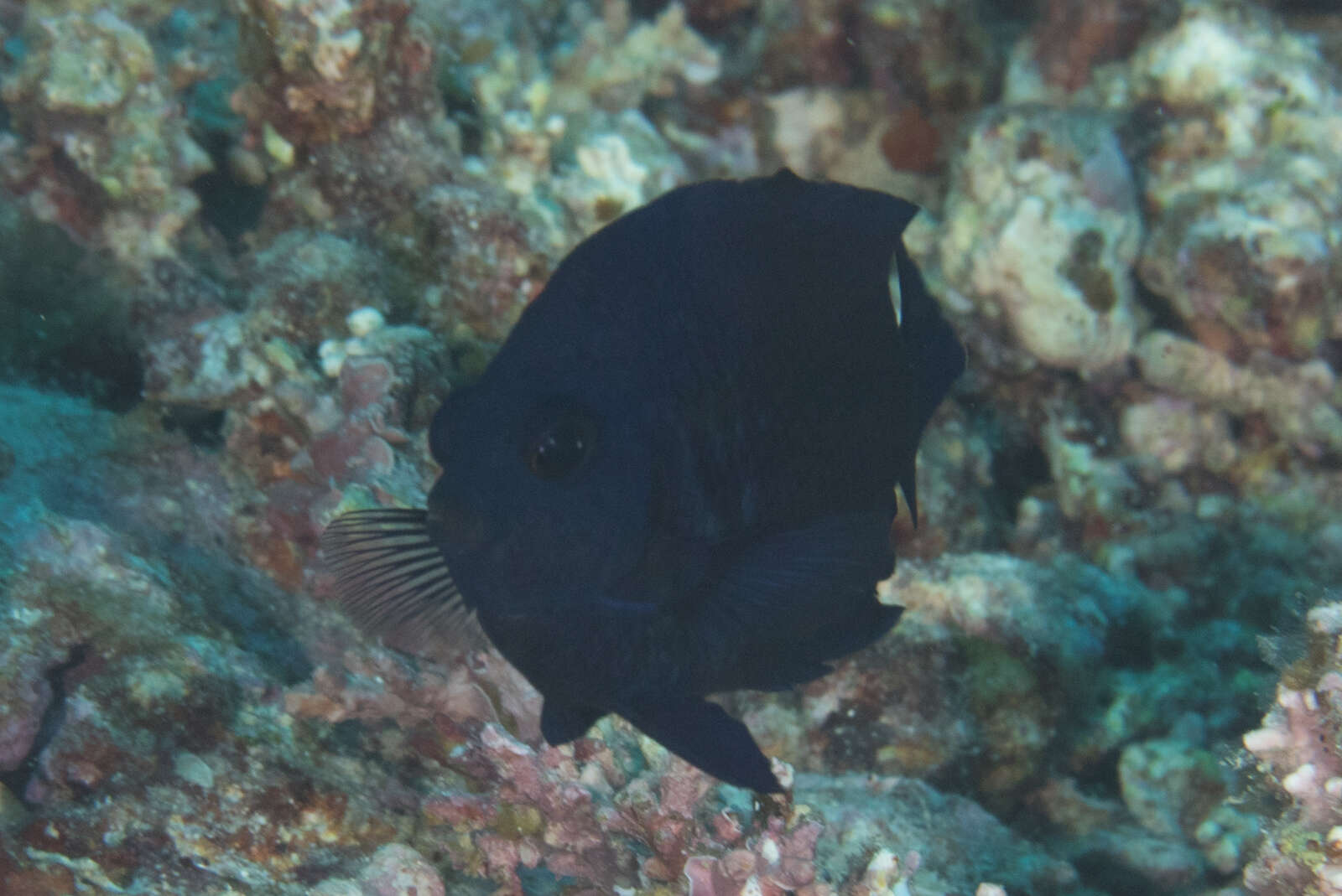 Image of Blue Velvet Angelfish