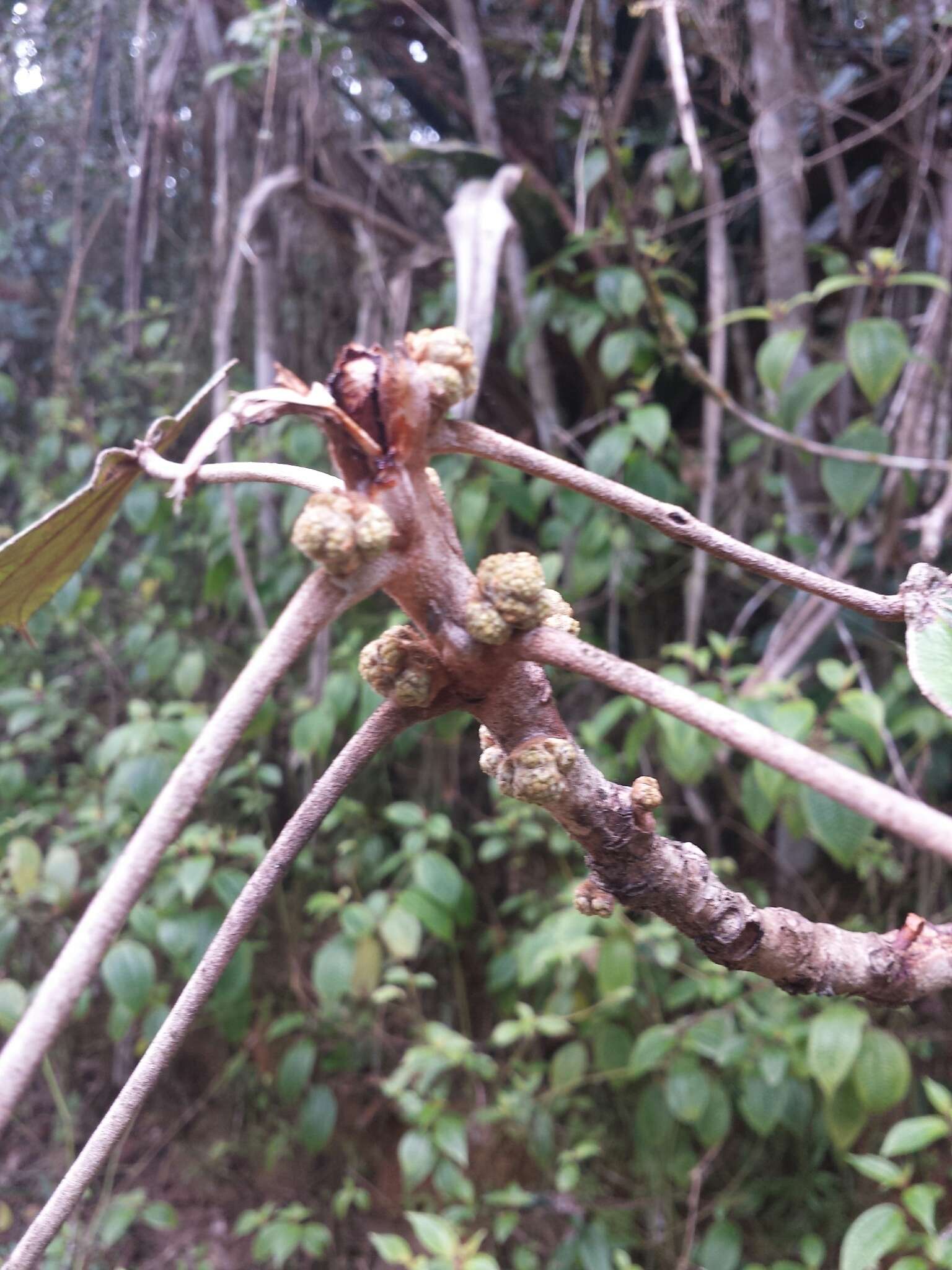 Macaranga cuspidata Boivin ex Baill.的圖片