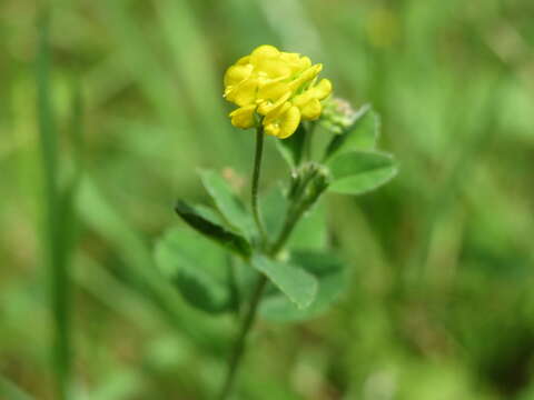 Image of black medick