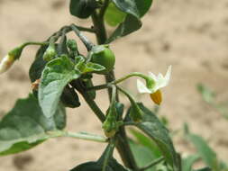 Image of European Black Nightshade