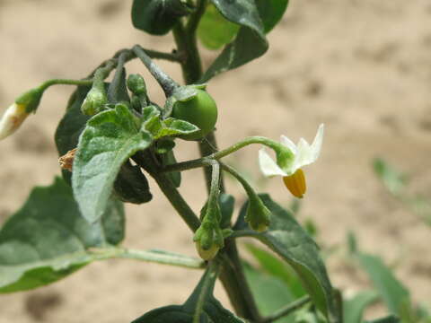 Image of European Black Nightshade