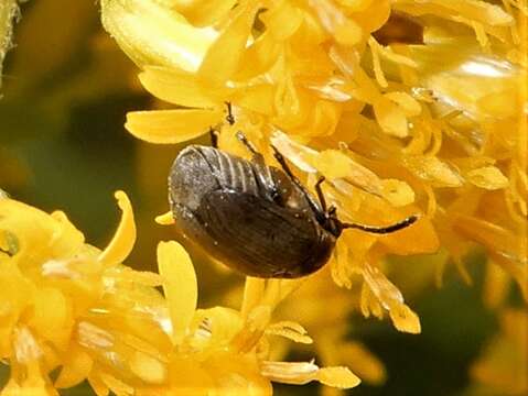 Image of Broom Seed Beetle