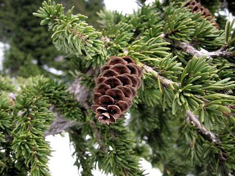 Image of Mountain Hemlock