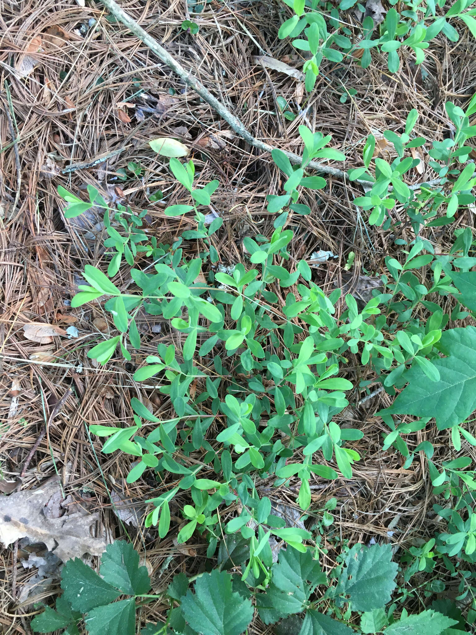 Imagem de Hypericum hypericoides subsp. multicaule (Michaux ex Willd.) N. K. B. Robson