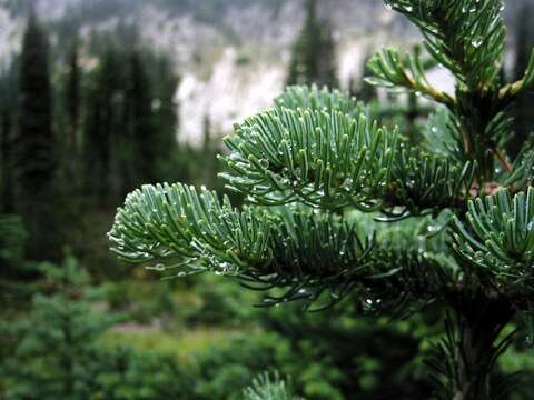 Image of subalpine fir