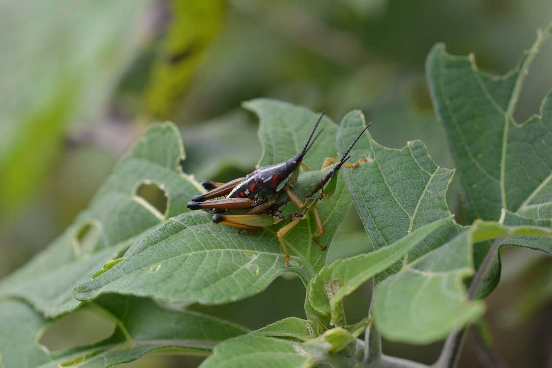 صورة Sphenarium histrio Gerstaecker 1884