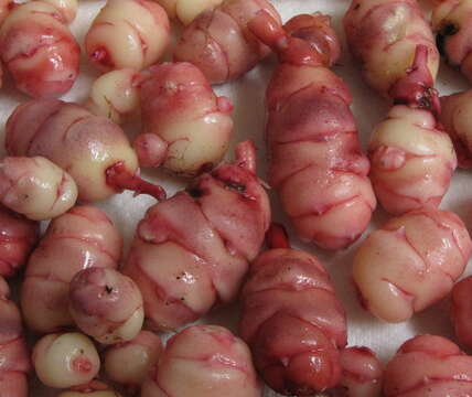 Image of oca