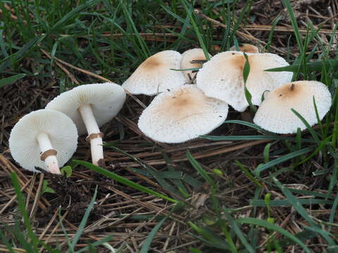 Image of Lepiota lilacea Bres. 1892