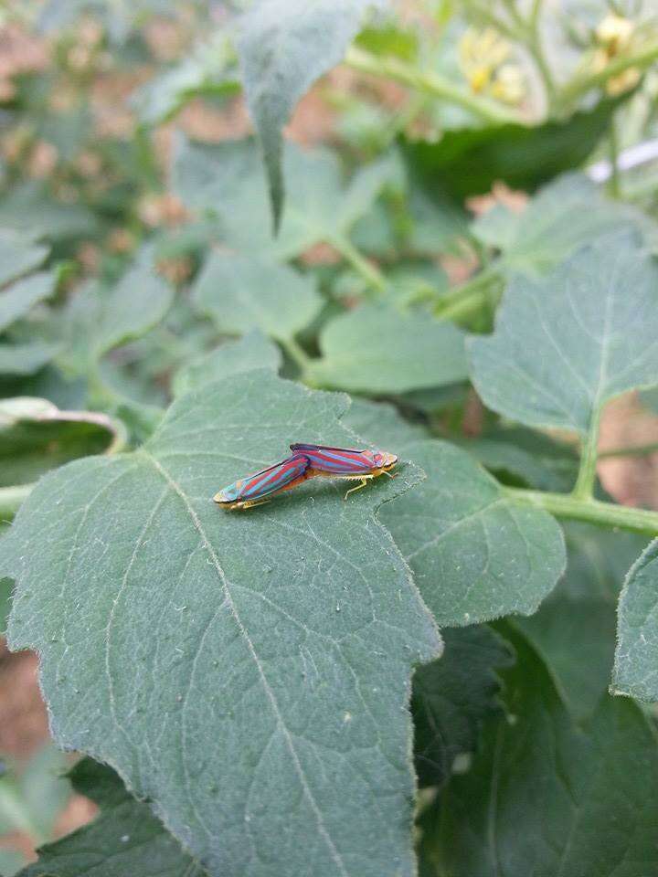 Graphocephala coccinea (Forster & J. R. 1771)的圖片