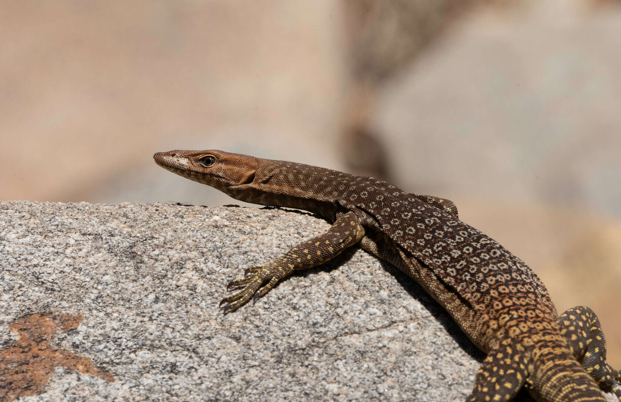 Image of (E) Freckled Monitor