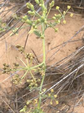 Image of Capnophyllum leiocarpon (Sond.) J. C. Manning & P. Goldblatt