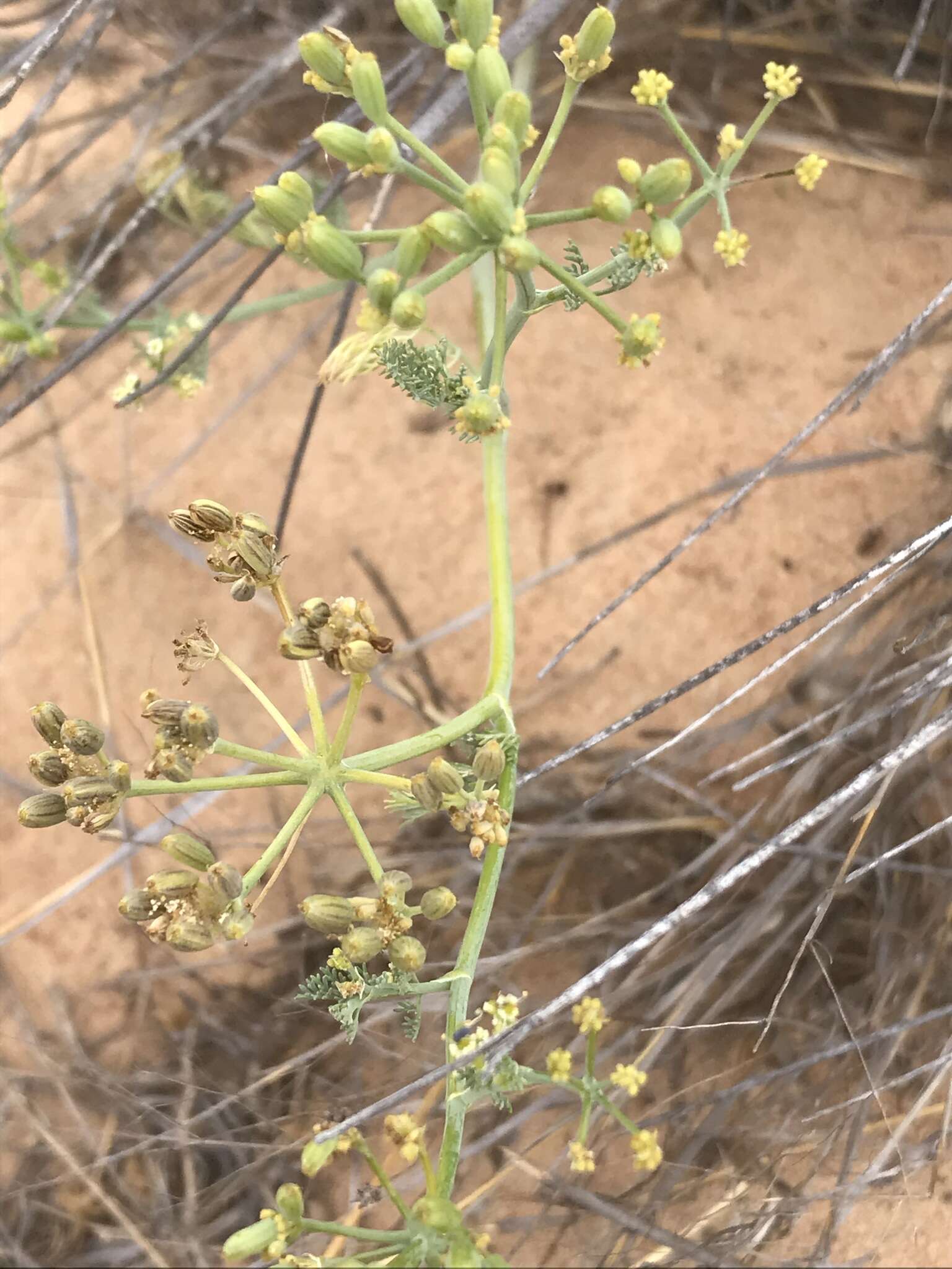 Image of Capnophyllum leiocarpon (Sond.) J. C. Manning & P. Goldblatt