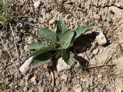 Image of Mojave milkweed