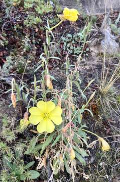 Image of longstem evening primrose